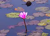 জলের কবিতা